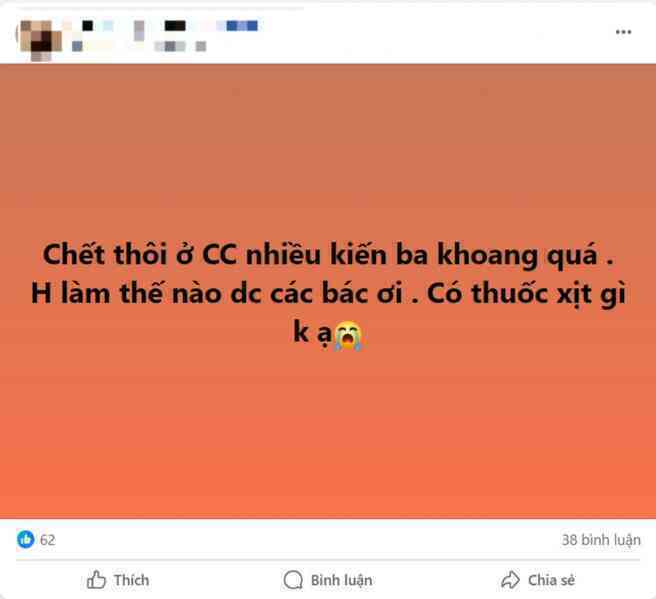 Chưa hết khổ vì muỗi, người Hà Nội lại bị kiến ba khoang ___quot;hành___quot;