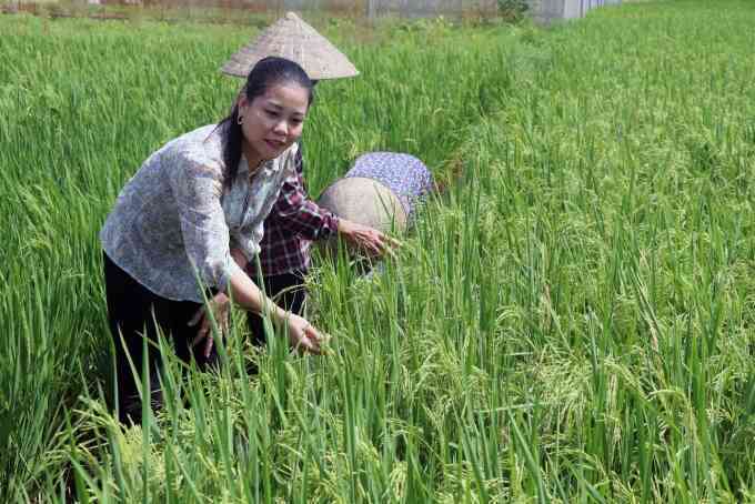 Hành trình từ mẹ bỉm sữa đến top nông dân giỏi nhất nước