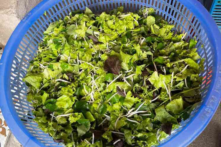 Loại cây mọc hoang có thể nấu canh, chữa đủ loại bệnh
