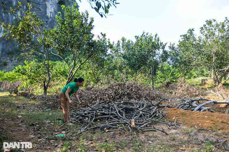 Nữ triệu phú vươn lên làm giàu từ cây na, mỗi năm thu nhập hàng trăm triệu