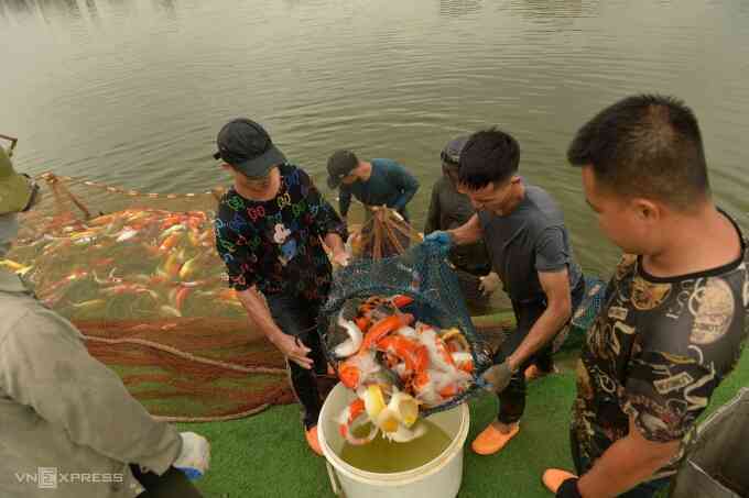 Di chuyển xong 8 tấn cá koi khỏi hồ Đầm Đông