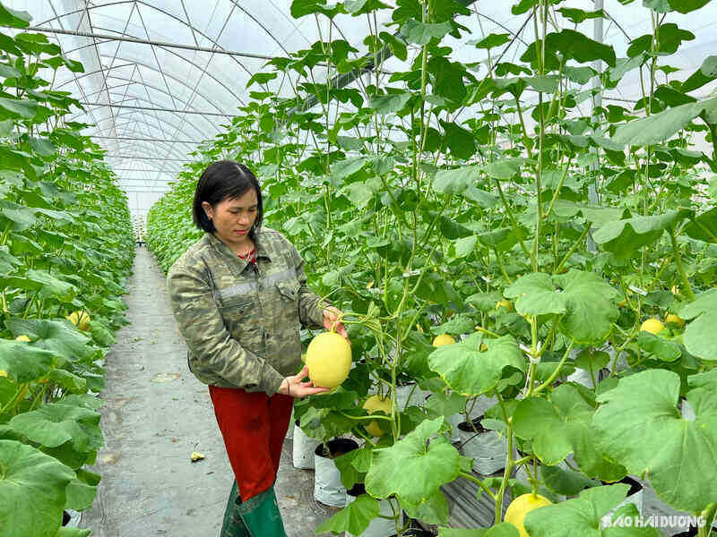 Nông dân Hải Dương viết tiếp giấc mơ nông nghiệp công nghệ cao