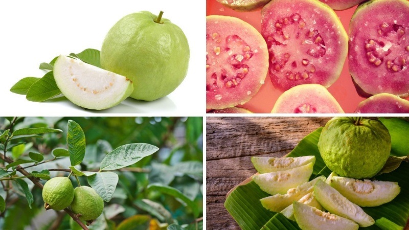 Uống nước lá ổi có tác dụng gì?