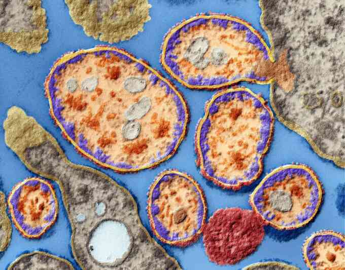 Tiêm virus vào cơ thể để thử nghiệm thuốc ung thư