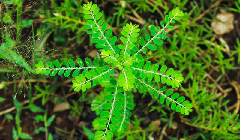 Tác dụng của cây thuốc có tên gọi lạ lùng ‘chó đẻ răng cưa’