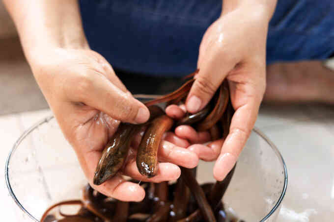 Có cần tiêm ngừa uốn ván khi bị lươn đồng cắn?
