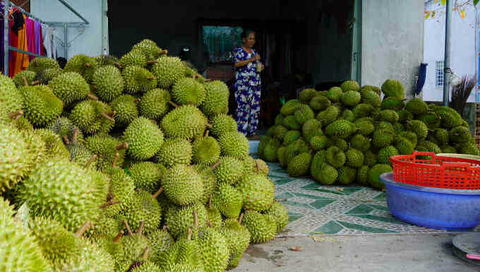 Sầu riêng Việt mất sức hút ở nhiều thị trường