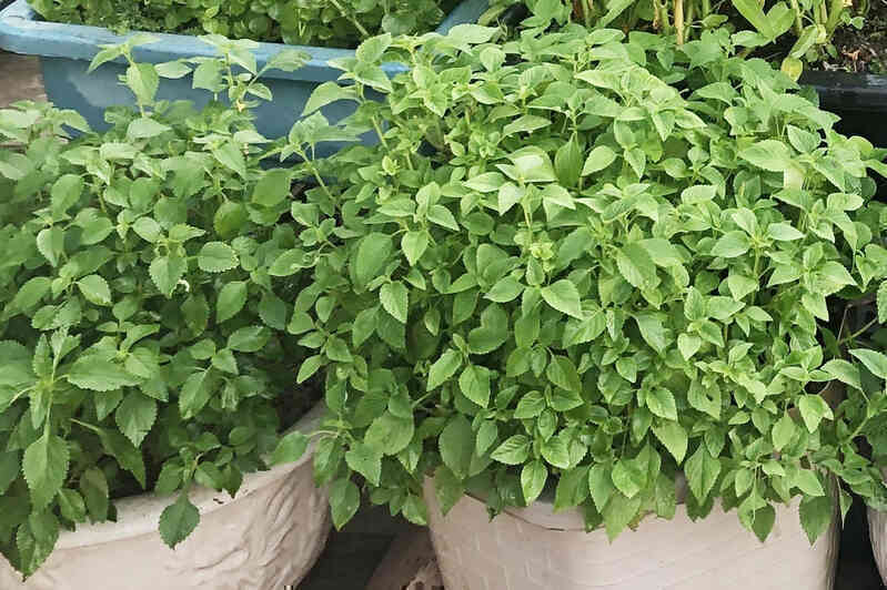 Loại trứng tí hon bổ hơn trứng gà