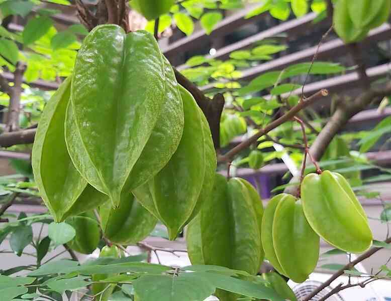 Top 4 tác dụng của quả khế không phải ai cũng biết