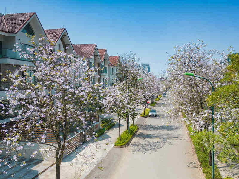 Những mùa hoa đẹp nao lòng ở Ciputra Hanoi