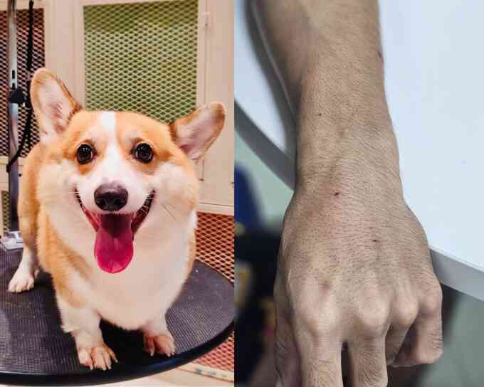 Nguy cơ bệnh dại tiềm ẩn với người chăm sóc thú cưng