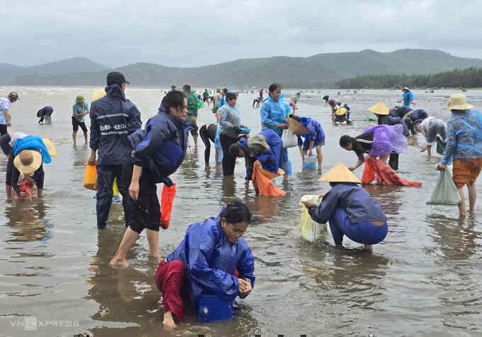 Đổ xô ra biển nhặt ngao dạt bờ