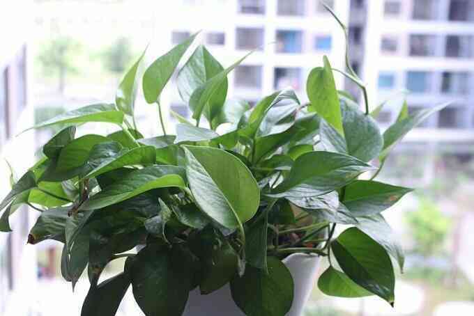 Trồng cây gì trong nhà để thanh lọc không khí?