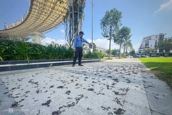 Giun đất bò dày đặc ở khu dân cư