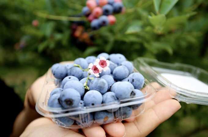 5 thực phẩm `vàng` đẩy lùi ung thư vú