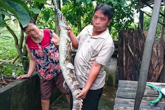 Cá sấu sổng chuồng cắn người ở Tây Ninh, chủ nuôi bị phạt 315 triệu đồng