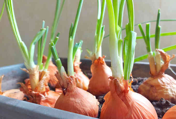 Đặt củ hành tây trong phòng có giúp ngừa mắc cúm?