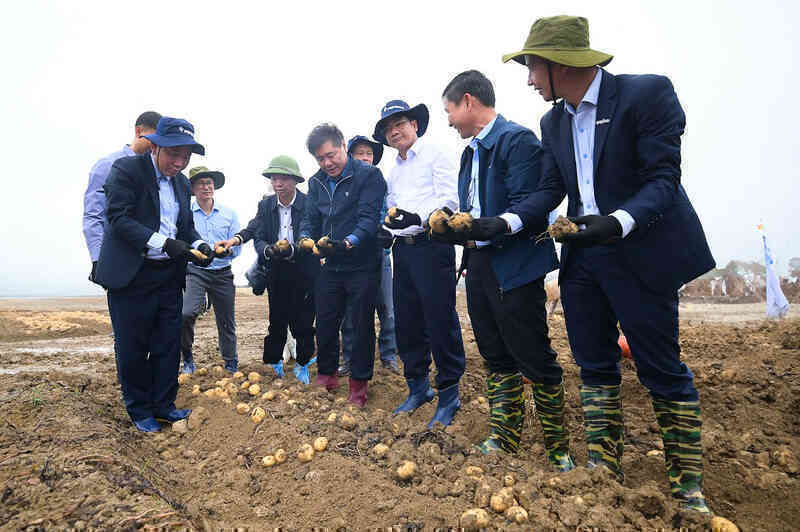 Hợp tác công tư canh tác khoai tây bền vững nâng tầm giá trị nông sản Việt Nam