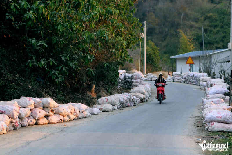 Giá sắn rớt thảm, trong tháng 3 sẽ thu mua hết cho bà con