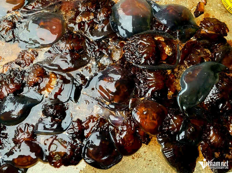 Ngư dân trúng đậm loại hải sản trước chê vứt bỏ, nay quý như vàng