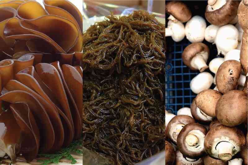 Tảo biển chứa fucoidan - dinh dưỡng cho người cần nâng cao sức khỏe