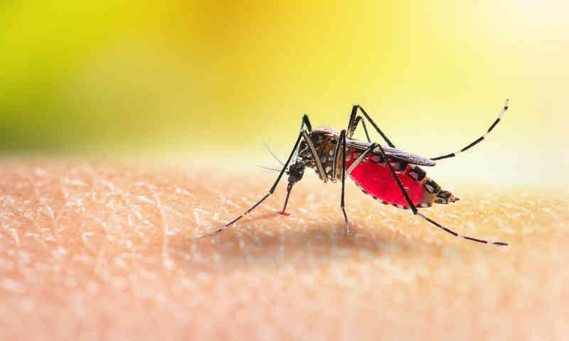 Sốt xuất huyết Dengue ở Việt Nam: Chuyện nhỏ, nguy cơ lớn