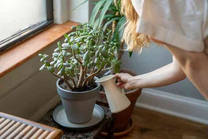Những góc khuất trong nhà nơi muỗi vằn sinh sôi