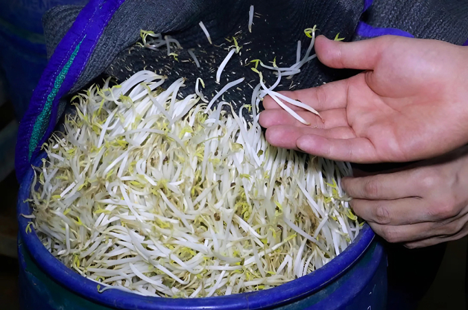Lời khai của nhóm sản xuất hàng nghìn tấn giá đỗ ngâm chất cấm