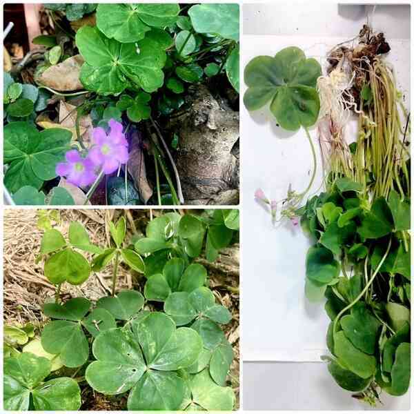 Phát hiện ca ngộ độc 