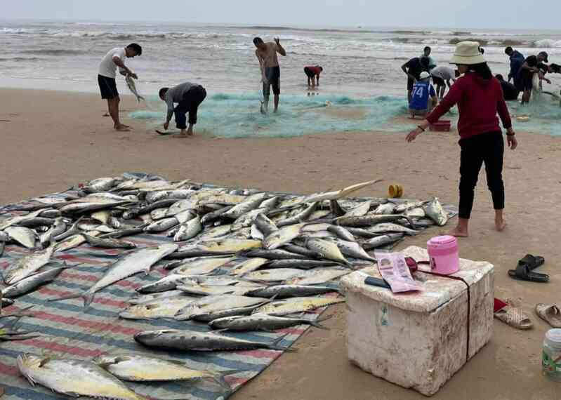 Ngư dân biển bãi ngang Quảng Trị trúng đậm cá bè vàng, ngày thu trăm triệu