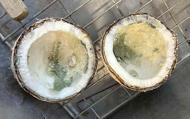 Người đàn ông tử vong sau khi uống một ngụm nước dừa