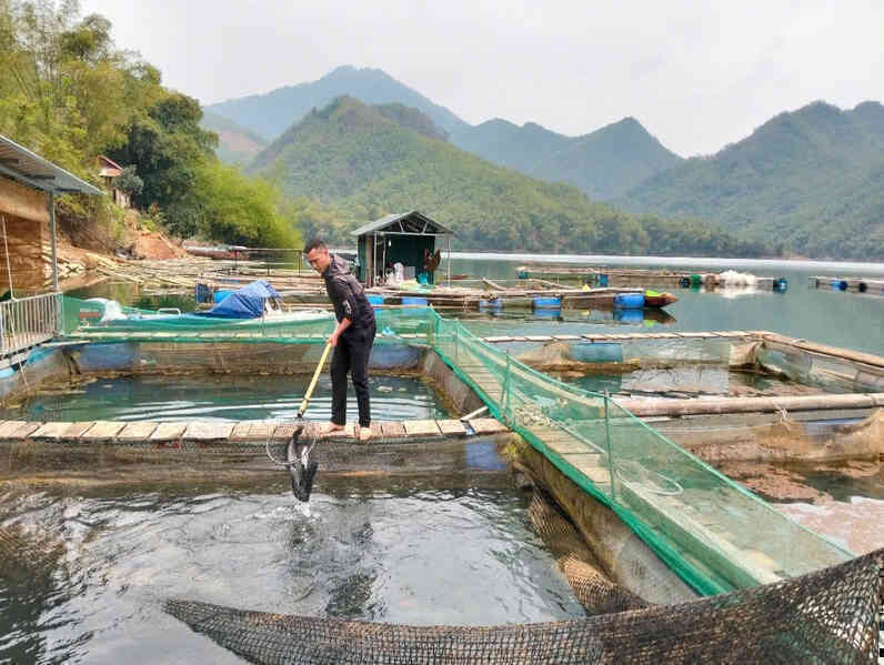 Thanh niên người Mường mang bằng cử nhân về quê nuôi cá lồng, phát triển du lịch