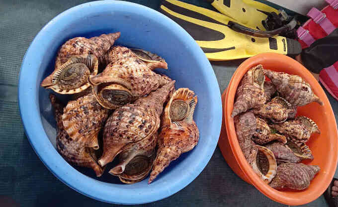 Phát hiện nhiều ốc tù và quý hiếm trong nhà hàng ở vịnh Nha Trang