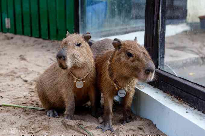 Capybara có chứa virus dại không?