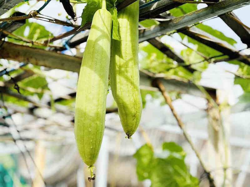 3 không khi ăn mướp