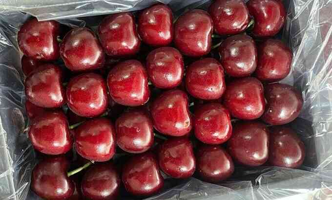 Cherry nhà kính của Trung Quốc giá nửa triệu đồng một kg