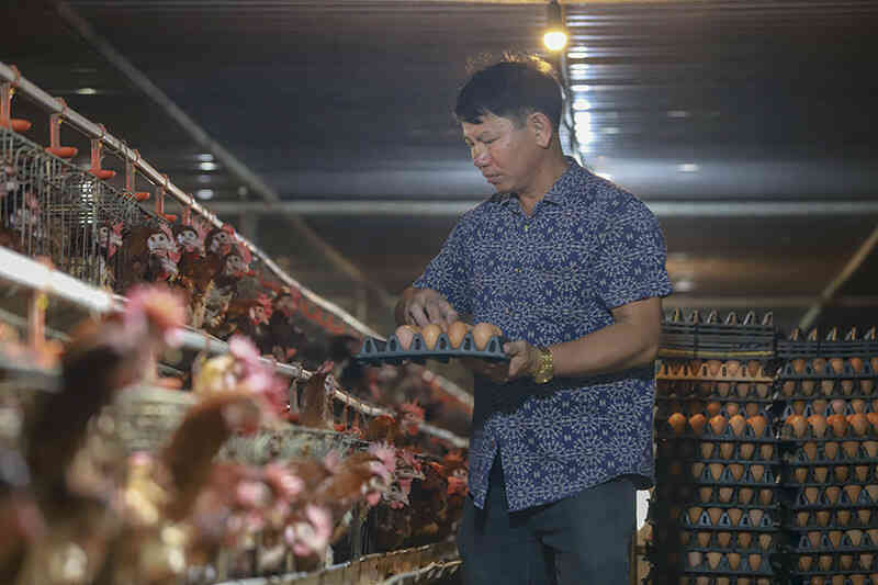 Giá trứng gà giảm còn hơn 1.000 đồng/quả vì tin đồn thất thiệt