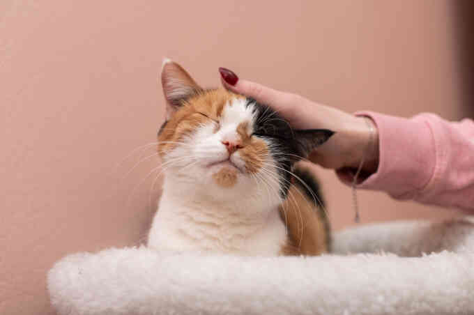 Nga phát triển vaccine điều trị dị ứng mèo