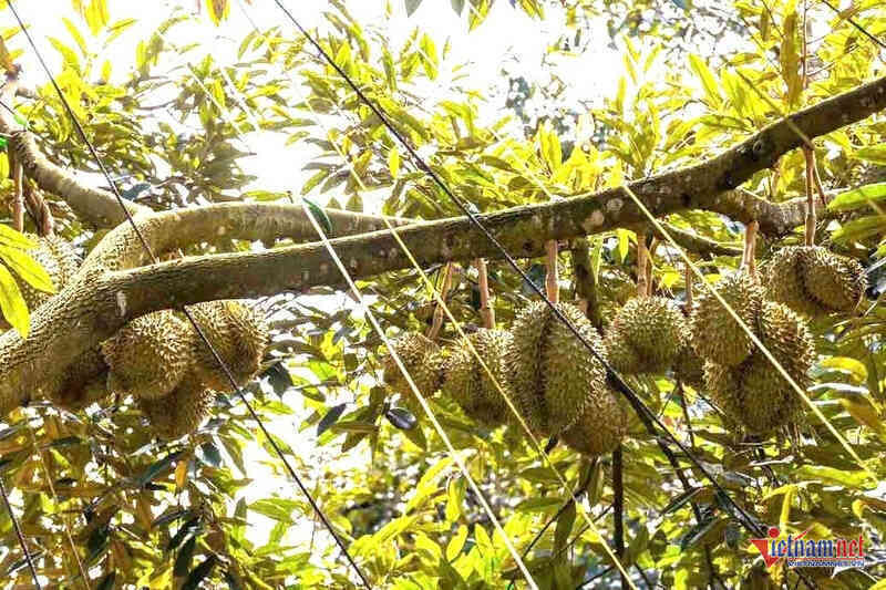 Bảo vệ nghiêm ngặt sầu riêng, 