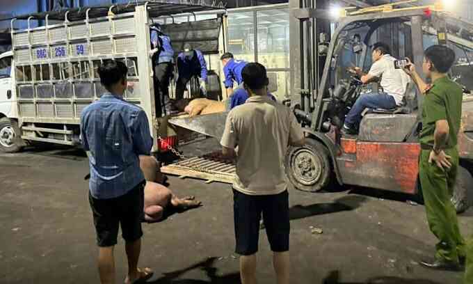Vĩnh Phúc tiêu hủy hơn một tấn heo bốc mùi đang được đưa ra thị trường