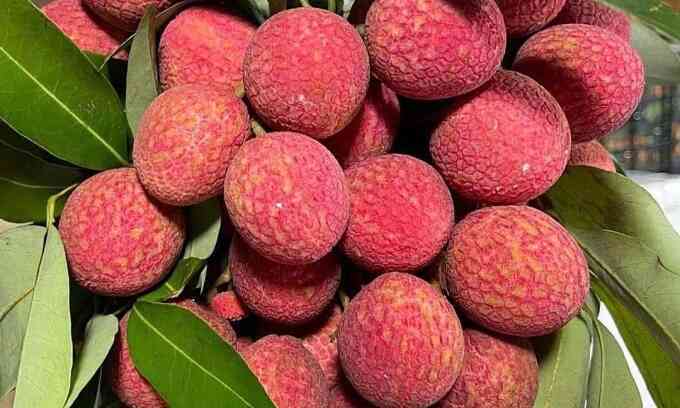 Vải u trứng, mận Pu Nhi 