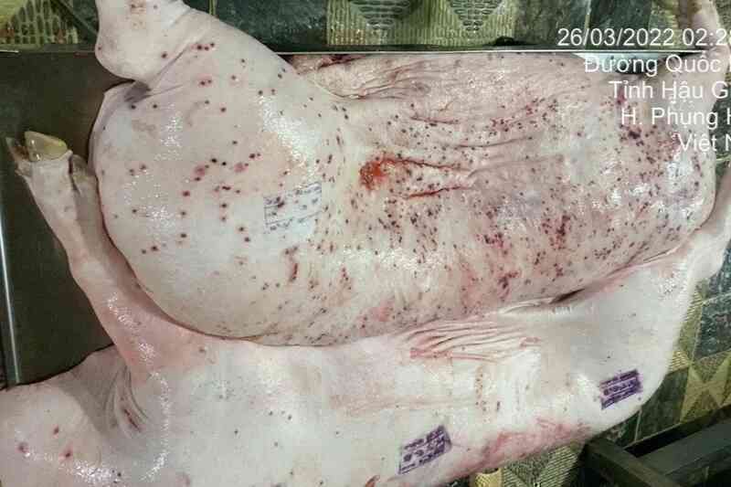 Ăn thịt lợn bệnh: Rước loạt nguy cơ, đun sôi cũng không an toàn