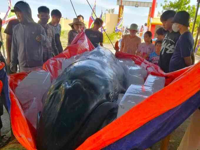 Cá voi trôi dạt vào bờ biển Ninh Thuận