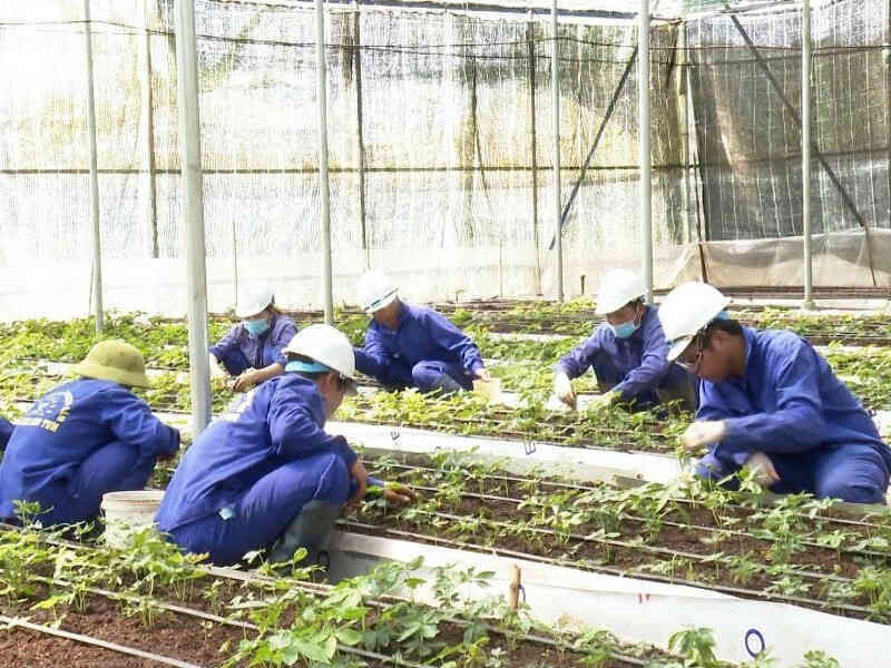 Diễn biến mới vụ cấp mã số vùng trồng sâm Ngọc Linh đối với công ty rượu ở Kon Tum