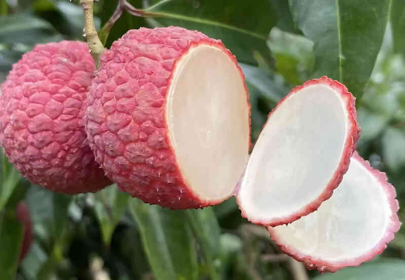 Vải Trung Quốc được trồng như thế nào mà về Việt Nam giá 700.000 đồng/kg?
