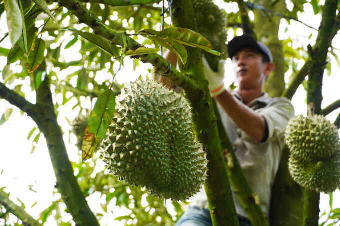 Ăn nhiều sầu riêng có tốt?