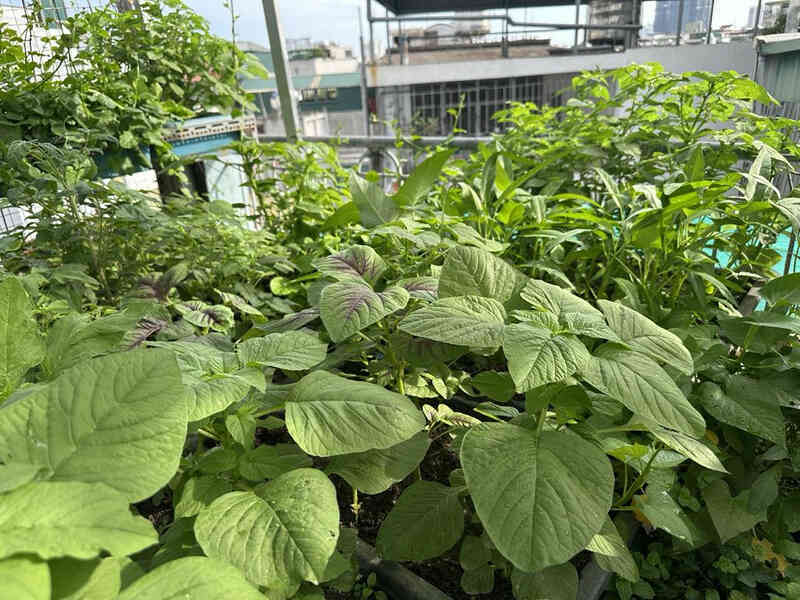 Ba không khi ăn rau dền