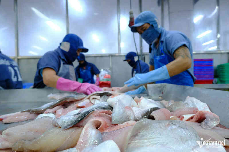 Cá tra tỷ USD của Việt Nam đón tin vui thuế quan từ Mỹ