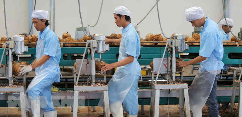 Bến Tre - ‘xứ dừa’ vươn mình