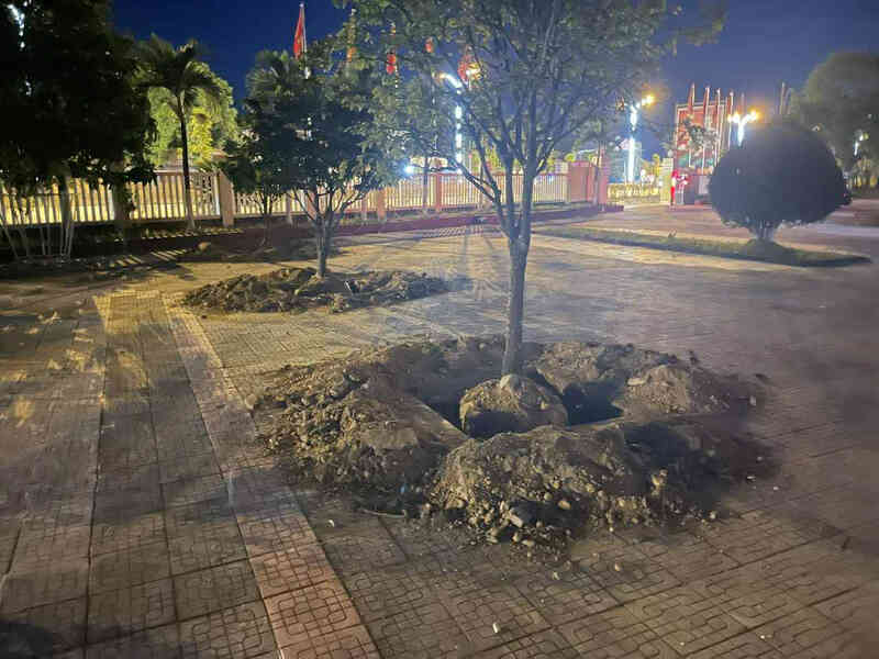 Mai vàng trong UBND phường ở Thừa Thiên Huế bị đào trước ngày bàn giao trụ sở